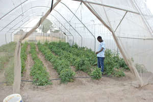 Our bountiful greenhouse in May!