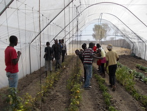 Our greenhouse tomatoes are thriving!