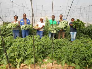 Harvesting our Greenhouse