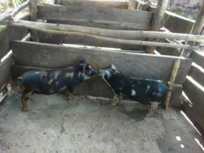 JRCCA Donated Piglets to Farmers in 5 Zones