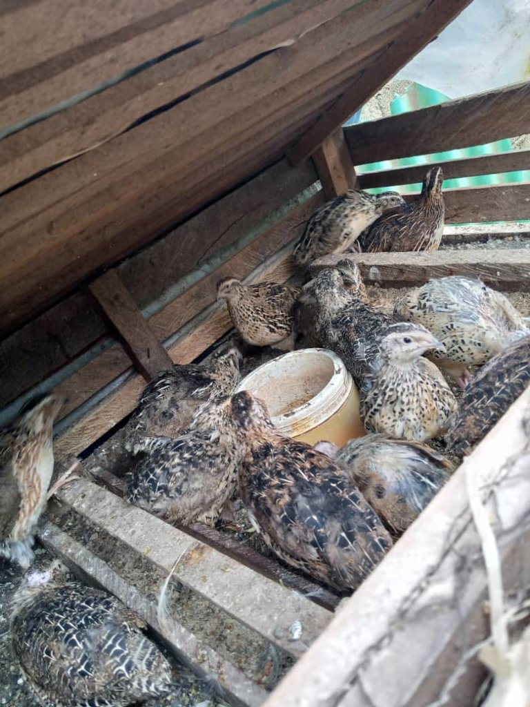 JRCCA Developed Quail and Chicken Farming