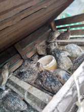 JRCCA Developed Quail and Chicken Farming