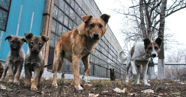 Chance to live for 100 000 dogs from Ukraine