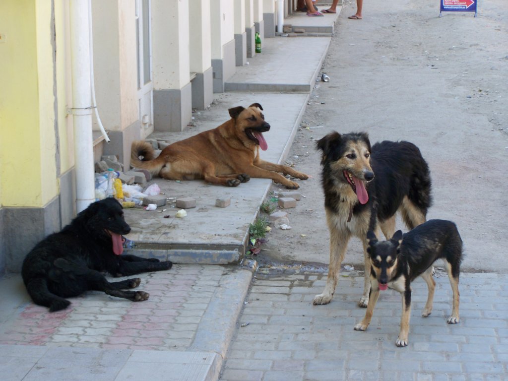 Chance to live for 100 000 dogs from Ukraine GlobalGiving