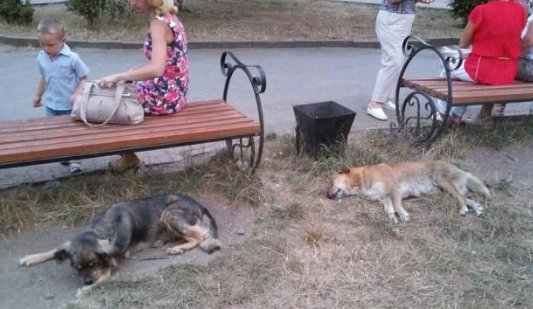 Chance to live for 100 000 dogs from Ukraine