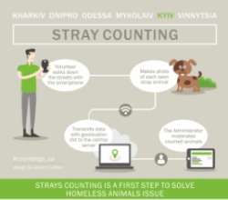 How the process of stray animal counting look like