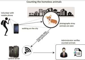 The process of stray animal counting