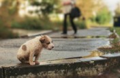 Chance to live for 100 000 dogs from Ukraine