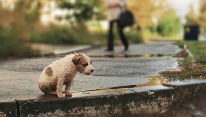 Chance to live for 100 000 dogs from Ukraine