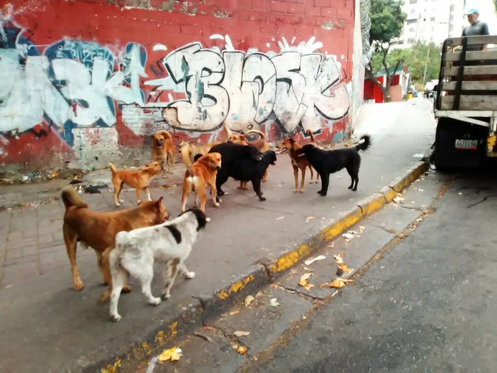 Help ease the suffering of Venezuelan dogs & cats