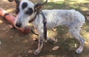 Help ease the suffering of Venezuelan dogs & cats