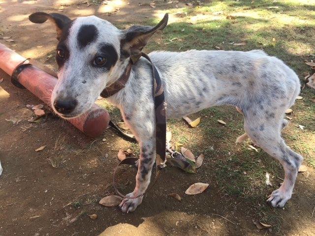 Help ease the suffering of Venezuelan dogs & cats