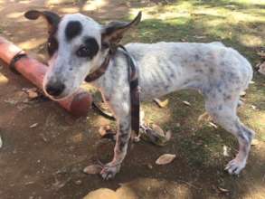Help ease the suffering of Venezuelan dogs & cats