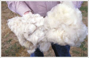 Fresh cut Sheep Wool