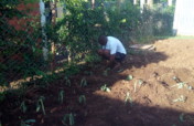 ASSIST KISUMU CITY'S URBAN POOR GROW OWN FOOD