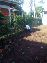 ASSIST KISUMU CITY'S URBAN POOR GROW OWN FOOD