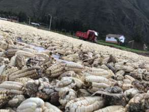 Corn drying out before seeds were selected
