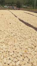 Maize drying, later to be processed and de-grained