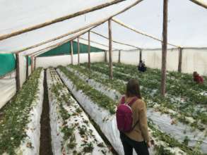 Strawberry Greenhouse in Qenqo