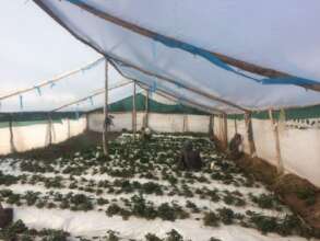Strawberry production in Quencco