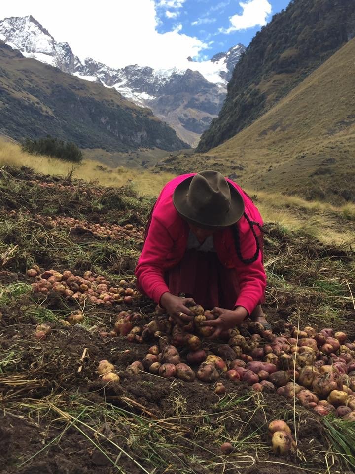 Papas de Peru