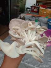 Growing tasty mushrooms for market