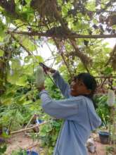 Students learn to grow food,
