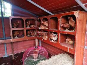 Happy chooks!