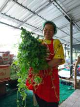 Harvesting vegetables.