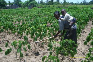 Cassava Field