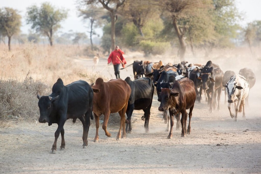 Economic Empowerment for Women in Tanzania