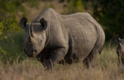 Saving Rhinos with Solar Energy