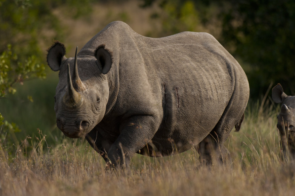 Saving Rhinos with Solar Energy