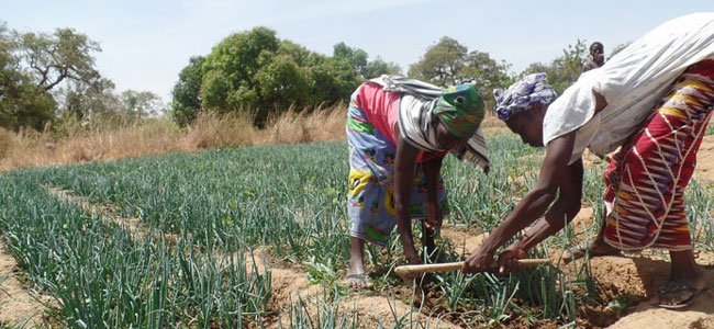 Sustainable Livelihood for 400 Burkina Women
