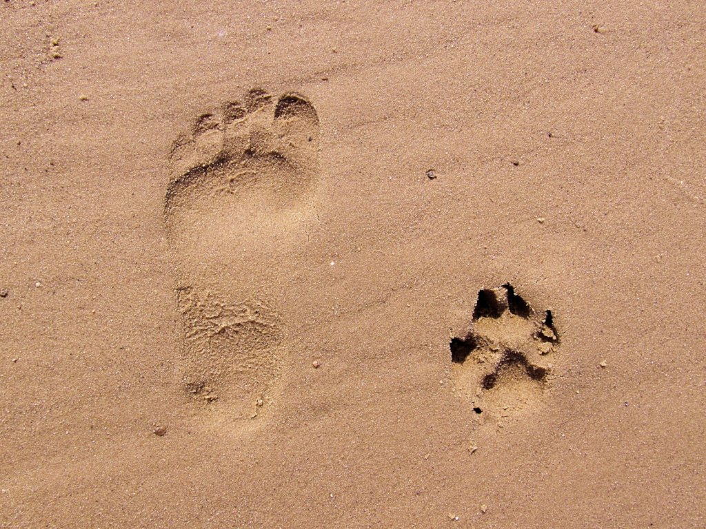 Give more medical options globally across species