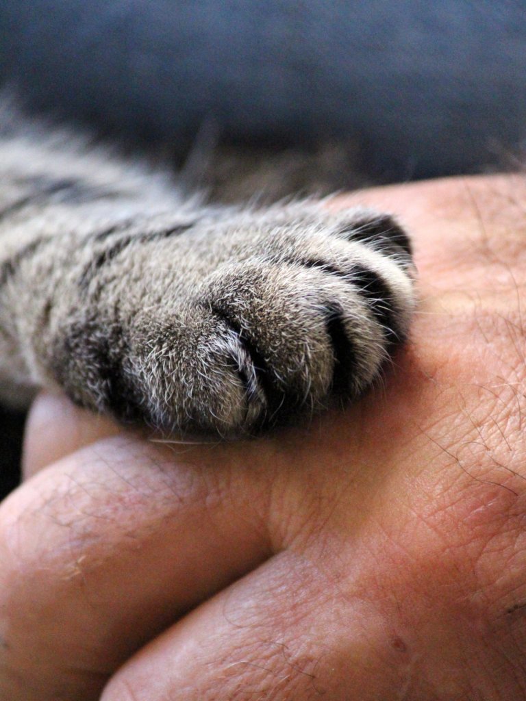 Give more medical options globally across species