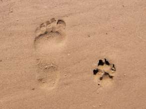 Footprint