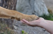 Give more medical options globally across species
