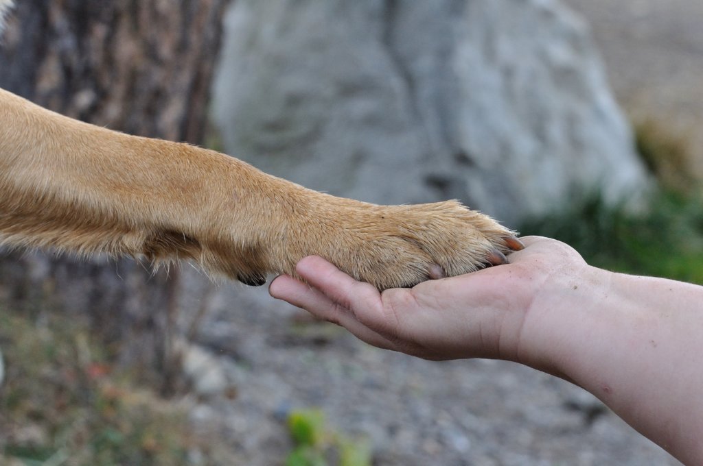 Give more medical options globally across species