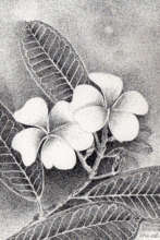 Ink dot drawing of Champey flower 6-2017