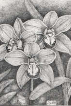 Orchids  drawn by Davith