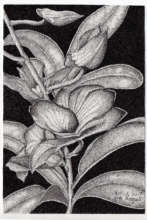 Orchid ink dot drawing 6-2017