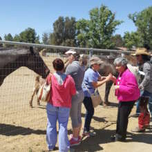 Horses healing hearts
