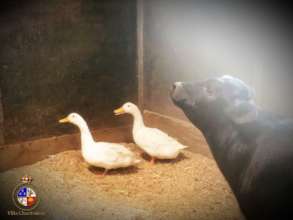 Bruno, the calf, alongside Fred and Duckie