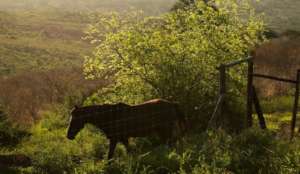 The new fenced paddock at Hluhluwe-Imfolozi
