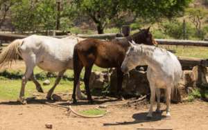 Horses at Spioenkop Reserve