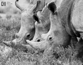 Photo by Chris Holcroft