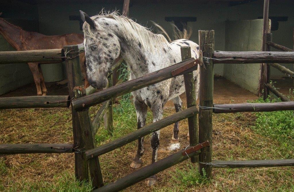Support Mounted Rangers Fighting Rhino Poaching