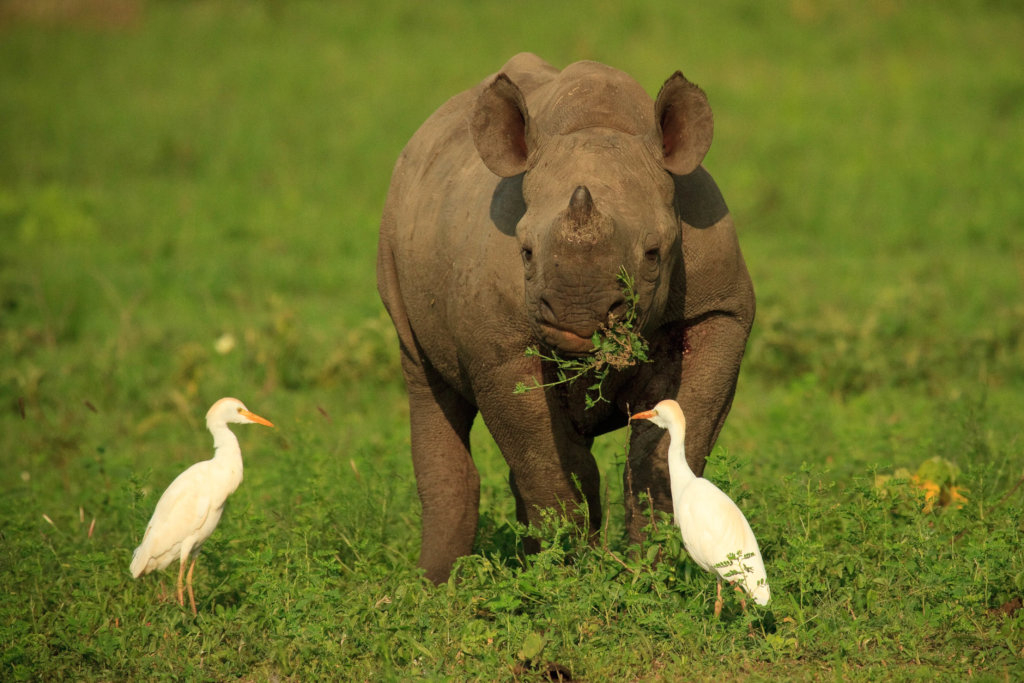 Support Mounted Rangers Fighting Rhino Poaching