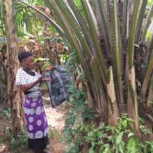 Harvesting palm seeds from family farm